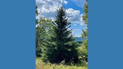 highland red spruce national christmas tree