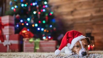 dog santa Christmas tree