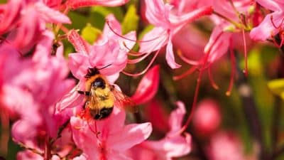 flower bee bumblebee azalea pollinator