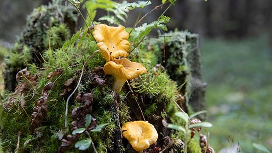 mushroom edible poisionous lookalike