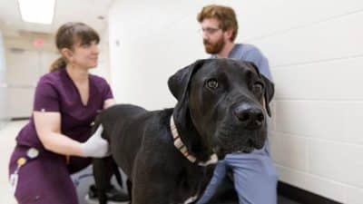 vt scout black lab floyd county