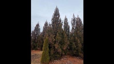 Harrisonburg replacement cedar tree Grelen Nursery Orange County