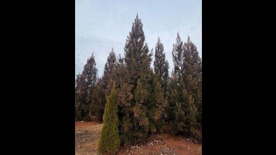 Harrisonburg replacement cedar tree Grelen Nursery Orange County