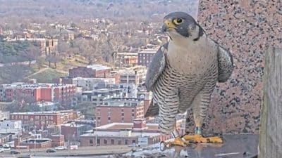richmond falcon camera