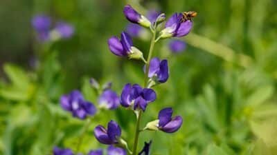 blue false indigo Baptisia australis