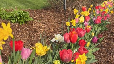 daffodil and tulip row at happy manor