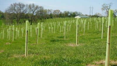 harrisonburg tree farm