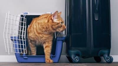 travel cat crate boarding a cat
