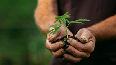 cannabis farmer plantation