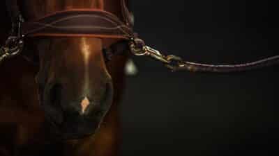horse breeding operations race horse