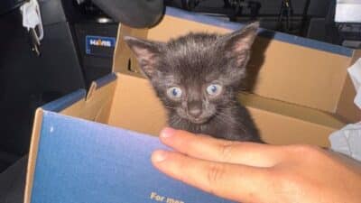 state trooper kitty