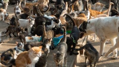 cats