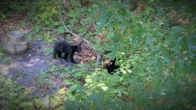 wildlife center black bear cubs