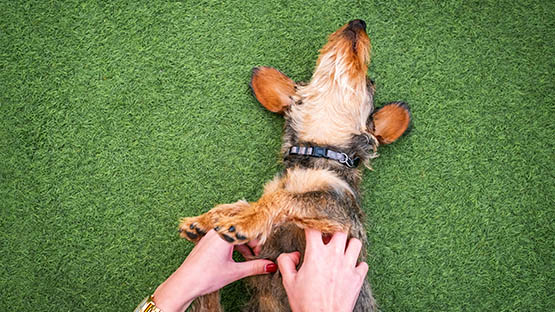 artificial grass turf dog animal pet home makeover