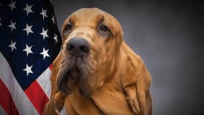 charlottesville police k-9 blue