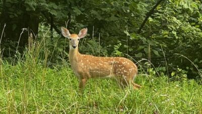doe deer wildlife blue ridge mountains parkway