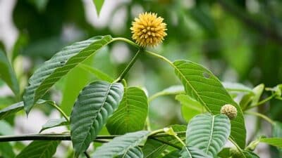 kratom leaves growth bulk