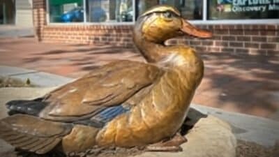 mother duck