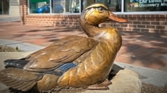 mother duck