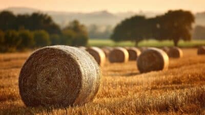 hay farm