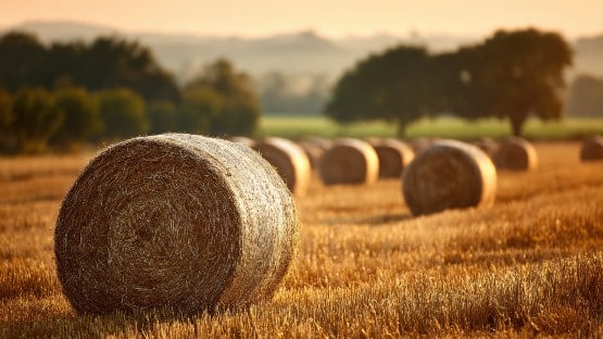 hay farm