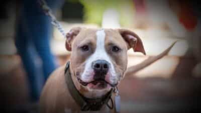 pit bull dog